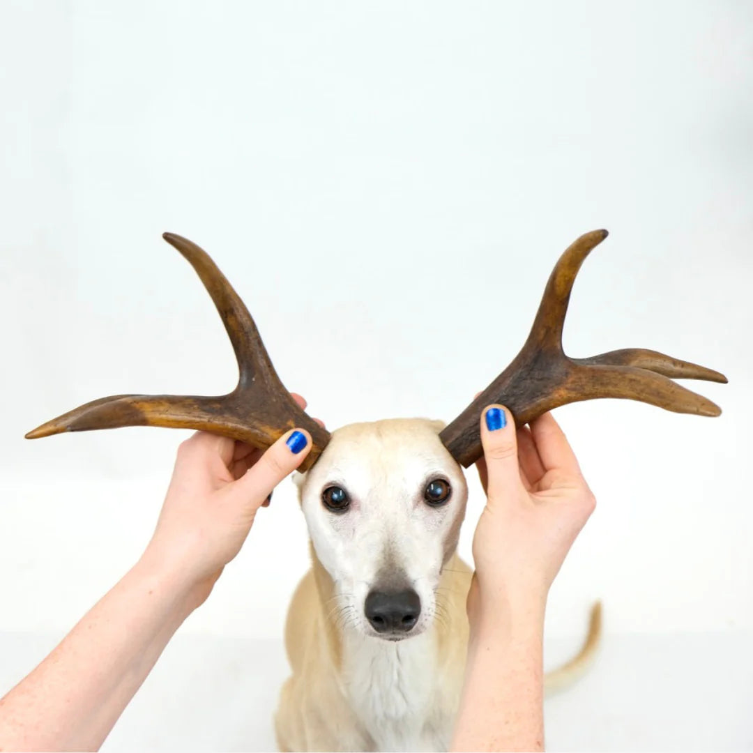 Antlers Small, Medium & Large