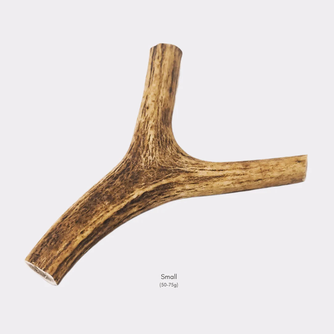 Antlers Small, Medium & Large