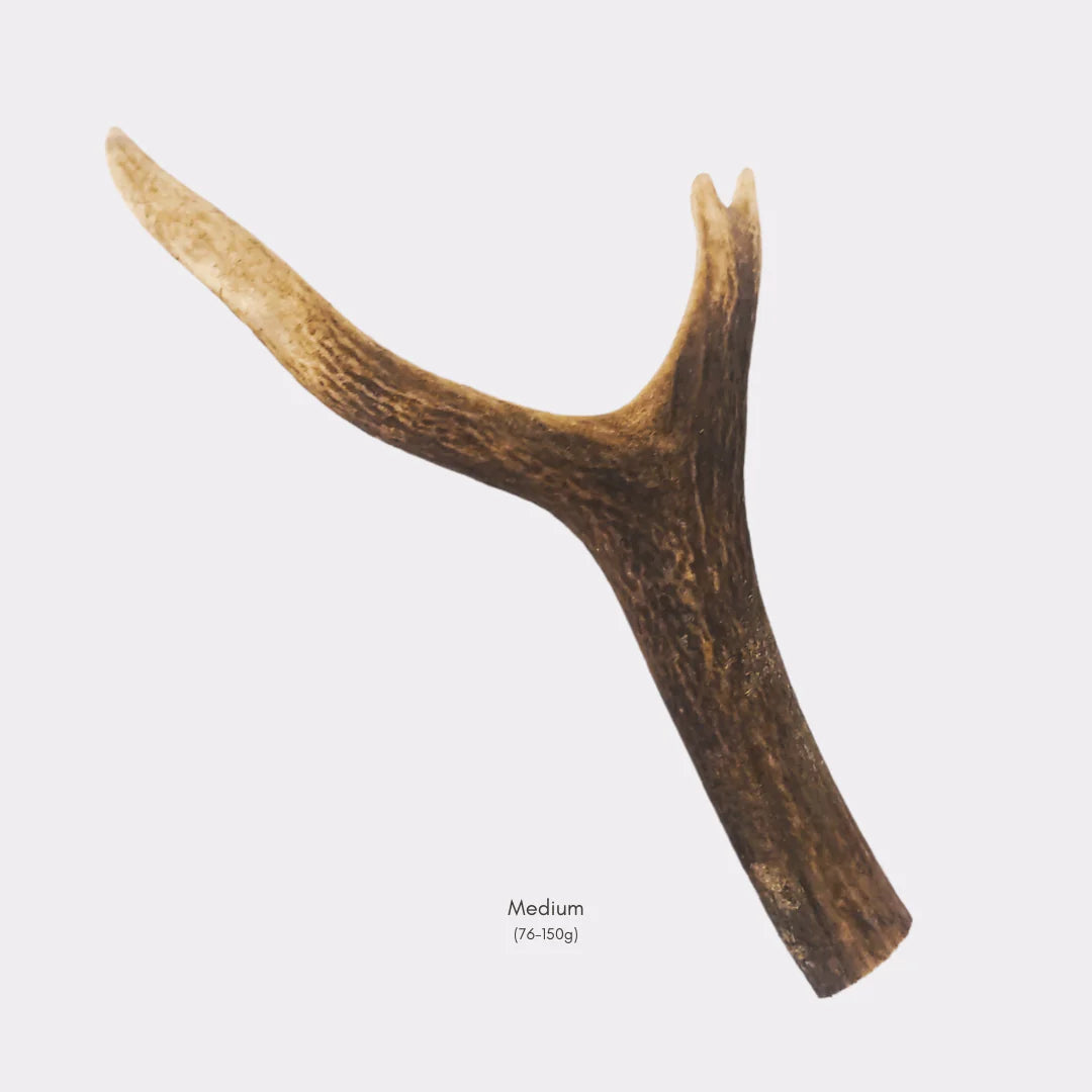 Antlers Small, Medium & Large